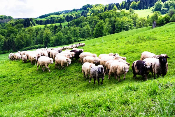 Flock Sheep Grazing Wild Meadow Pieniny National Park Poland — Stock Photo, Image