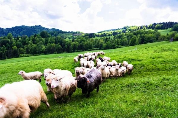 Juhállomány Legeltetés Egy Vad Réten Pieniny Nemzeti Parkban Lengyelországban — Stock Fotó