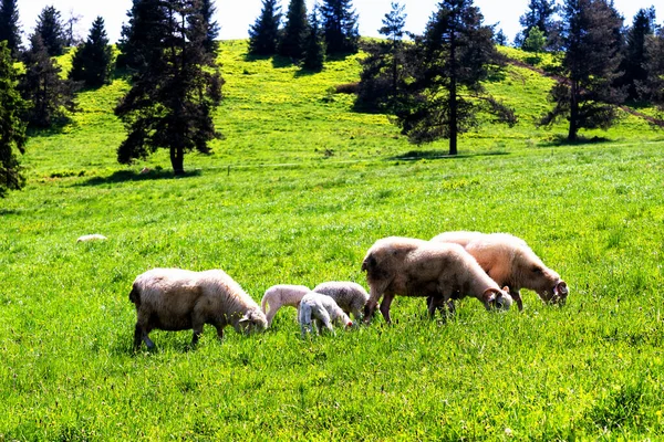 Flock Sheep Grazing Wild Meadow Pieniny National Park Poland — Stock Photo, Image