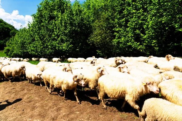 Rebaño Ovejas Pastando Prado Salvaje Parque Nacional Pieniny Polonia — Foto de Stock