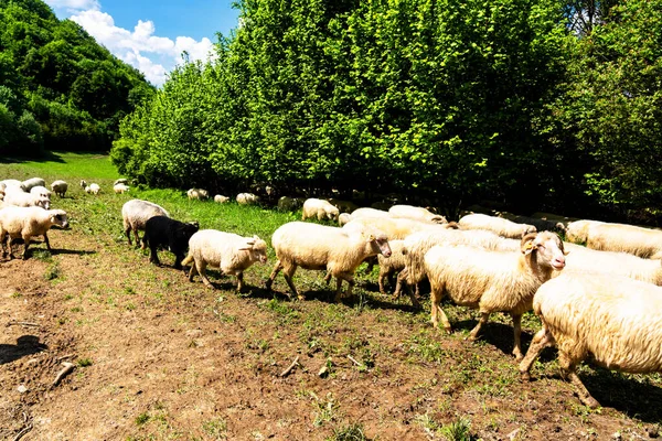 Rebaño Ovejas Pastando Prado Salvaje Parque Nacional Pieniny Polonia — Foto de Stock