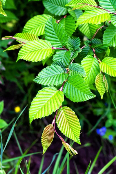 Sfondo Verde Natura Luminose Foglie Verdi Con Sfondo Sfocato Sfondo — Foto Stock