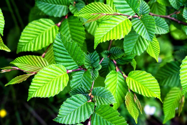 Sfondo Verde Natura Luminose Foglie Verdi Con Sfondo Sfocato Sfondo — Foto Stock