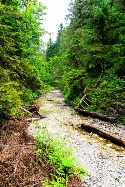 Parc National Paradis Slovaque Slovaquie Sentier Sur Lit Rivière Parmi — Photo