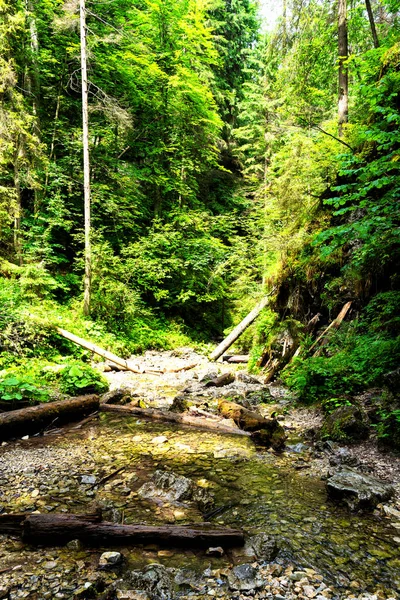 Parque Nacional Slovak Paradise Eslovaquia Sendero Sobre Lecho Del Río — Foto de Stock