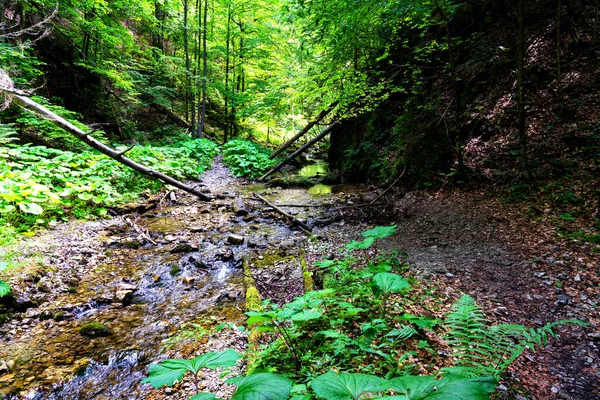 スロバキアパラダイス国立公園 スロバキア 道は倒木の間の川床に行く — ストック写真