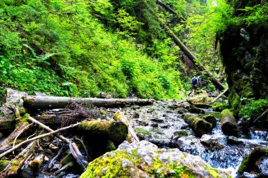 Slovak Paradise Ulusal Parkı, Slovakya. İzler nehir yatağında devrilmiş ağaçların arasında..