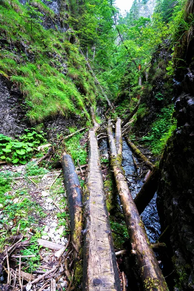 Slovak Paradise National Park Eslováquia Trilha Vai Leito Rio Entre — Fotografia de Stock