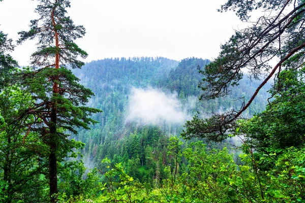 Widok Szlaku Parku Narodowym Słowacki Raj Słowacja — Zdjęcie stockowe
