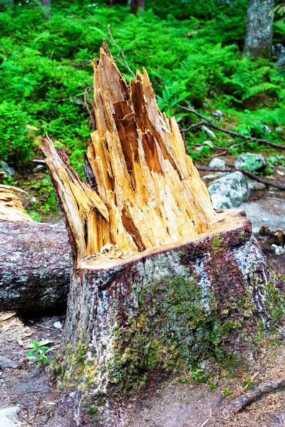 Förstört Träd Skogen Efter Hård Storm Tatrabergen Polen — Stockfoto