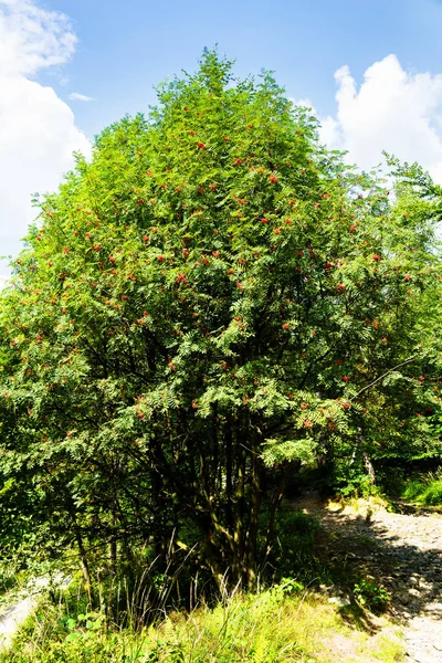 Ветви Европейского Горного Ясеня Ягодами Sorbus Aucuparia — стоковое фото