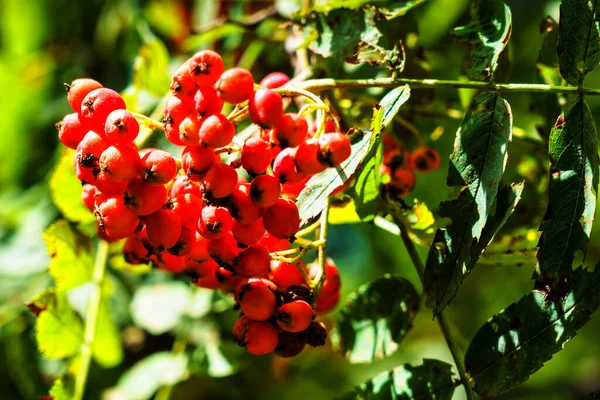 Ветви Европейского Горного Ясеня Ягодами Sorbus Aucuparia — стоковое фото