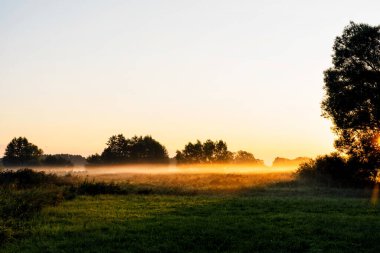 Güneşli bir yaz sabahı. Dumanlı güzel çayır. Tarlada kır çiçekleriyle dolu bir patika. Sisli doğa.