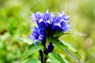 Willow Gentian (Gentiana asclepiadea) orta boylu, mavi çiçekli bir dağ bitkisidir.