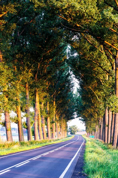 Vacker Romantisk Gångväg Bland Trädtunneln Höstsäsongen Polsk Landsbygd Polen Europa — Stockfoto