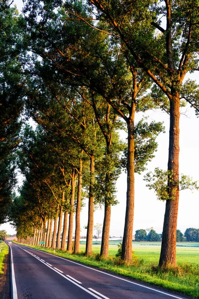 Vacker Romantisk Gångväg Bland Trädtunneln Höstsäsongen Polsk Landsbygd Polen Europa — Stockfoto