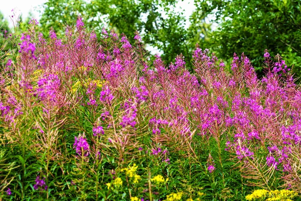 Willow herb pink Epilobium flowers of fireweed (Epilobium or Chamerion angustifolium) in bloom ivan tea. Flowering willow herb or blooming sally. Wild medicinal herbal tea of willow plant or Epilobium