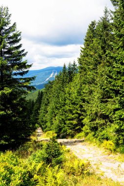 Polonya ve Çek Cumhuriyeti sınırında yürüyüş yolları ve Karkonosze (Krkonose) dağlarının ulusal parkı görülüyor. Güzel manzaralı güzel yaz manzarası.