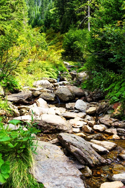 Source Elbe Dans Parc National Des Montagnes Karkonosze Krkonose Frontière — Photo