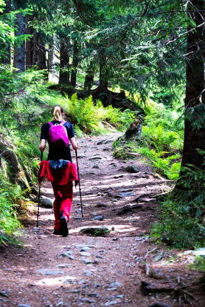 Polonya 'nın güzel Karkonosze' sinde (Sudets) yürüyüş parkurunda canlı bir yaz boyunca yürüyüş yapan maceraperest kız.
