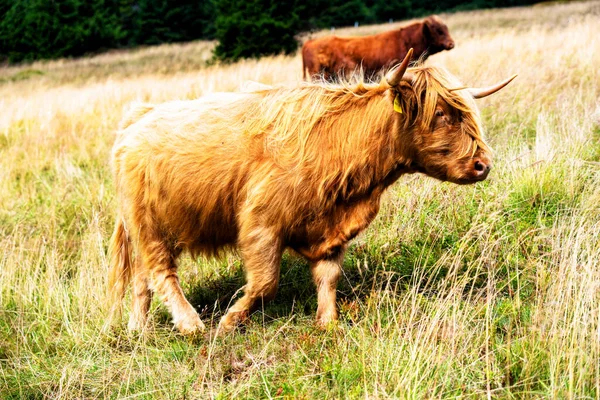 Grazing Scottish Highland Cow Sudety Mountains National Park Border Czech —  Fotos de Stock