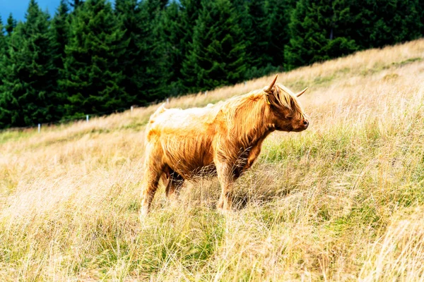 Grazing Scottish Highland Cow Sudety Mountains National Park Border Czech — Stock Photo, Image