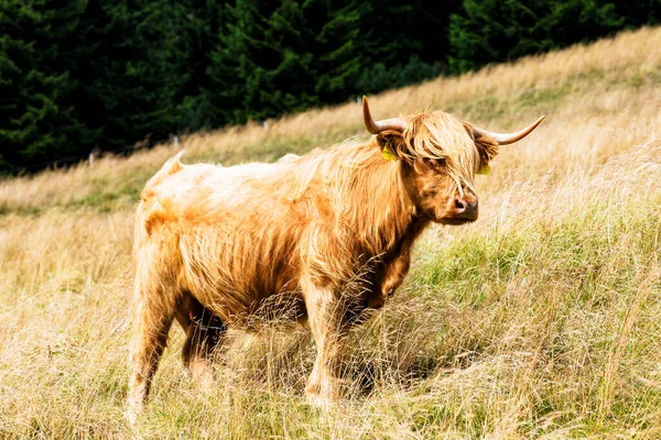Grazing Scottish Highland Cow Sudety Mountains National Park Border Czech —  Fotos de Stock