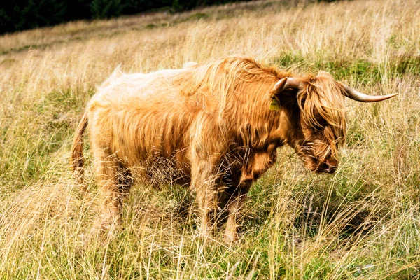 Weidende Schottische Hochlandkuh Nationalpark Sudetengebirge Der Grenze Zwischen Tschechien Und — Stockfoto