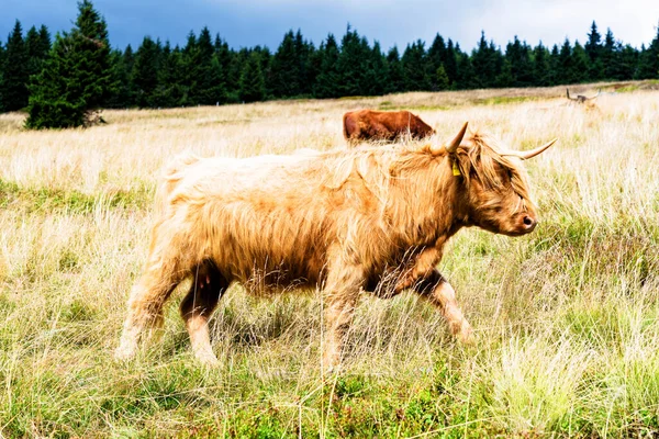 Grazing Scottish Highland Cow Sudety Mountains National Park Border Czech —  Fotos de Stock