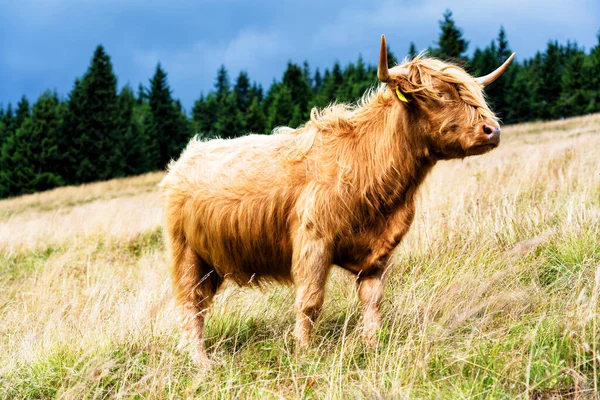 Grazing Scottish Highland Cow Sudety Mountains National Park Border Czech —  Fotos de Stock