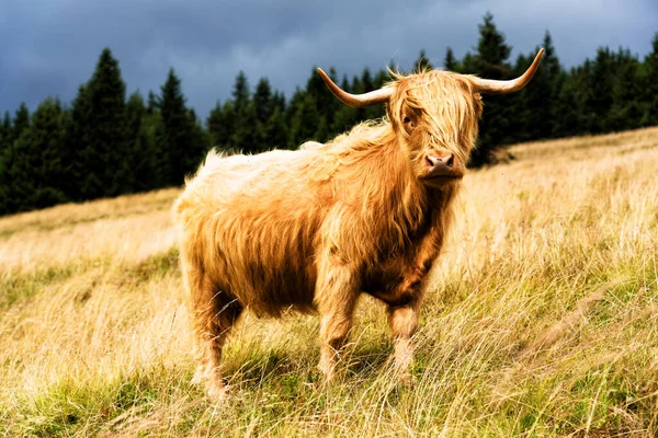 Grazing Scottish Highland Cow Sudety Mountains National Park Border Czech —  Fotos de Stock