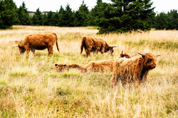 Grazing Scottish Highland Vaca Parque Nacional Sudety Montanhas Fronteira República — Fotografia de Stock