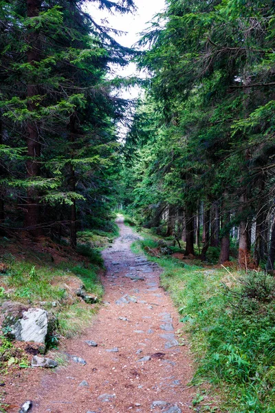 Vue Des Sentiers Randonnée Parc National Des Montagnes Karkonosze Krkonose — Photo