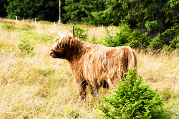 Grazing Scottish Highland Vaca Parque Nacional Sudety Montanhas Fronteira República — Fotografia de Stock
