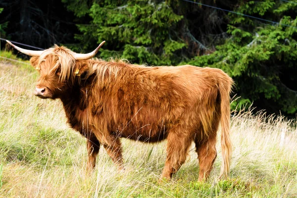 Grazing Scottish Highland Cow Sudety Mountains National Park Border Czech —  Fotos de Stock