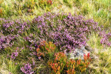 Heather çiçekleri sonbaharda açar, Karkonosze Ulusal Parkı, Polonya