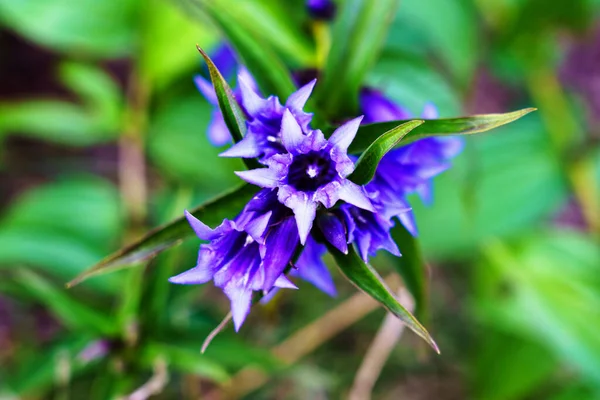 ウィロー ジェンティアン Gentiana Asclepiadea は中くらいの高さの青花山のハーブです — ストック写真