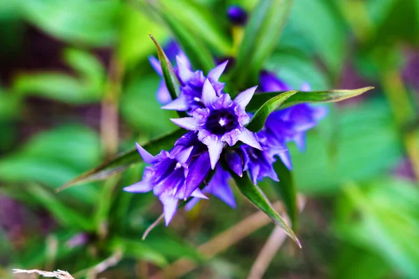 Willow Gentian Gentiana Asclepiadea Medium Tall Blue Flowering Mountain Herb — Stock Photo, Image