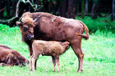 Orman rezervindeki vahşi Avrupa bizonları (Bison bonasus), Pszczyna Jankowice, Polonya