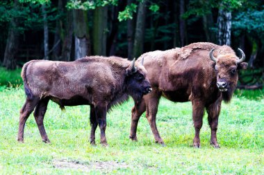 Orman rezervindeki vahşi Avrupa bizonları (Bison bonasus), Pszczyna Jankowice, Polonya