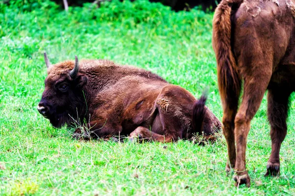 Orman Rezervindeki Vahşi Avrupa Bizonları Bison Bonasus Pszczyna Jankowice Polonya — Stok fotoğraf