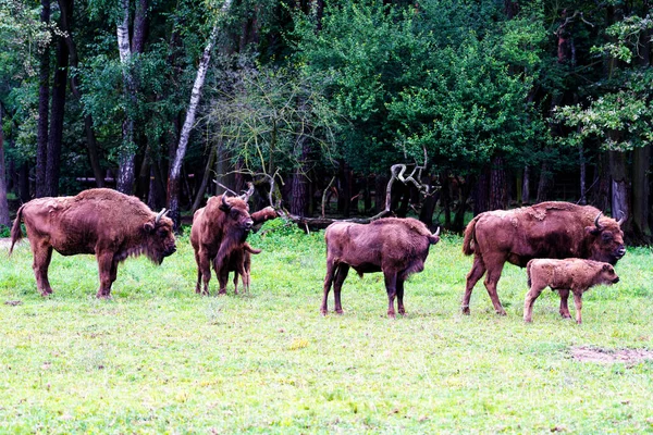 Dzikie Żubry Lub Żaby Bison Bonasus Rezerwacie Leśnym Pszczyna Jankowice — Zdjęcie stockowe