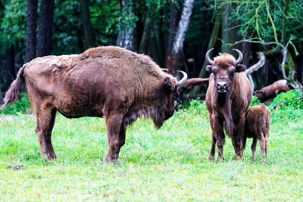 Bisões Europeus Selvagens Sábios Bison Bonasus Reserva Florestal Pszczyna Jankowice — Fotografia de Stock