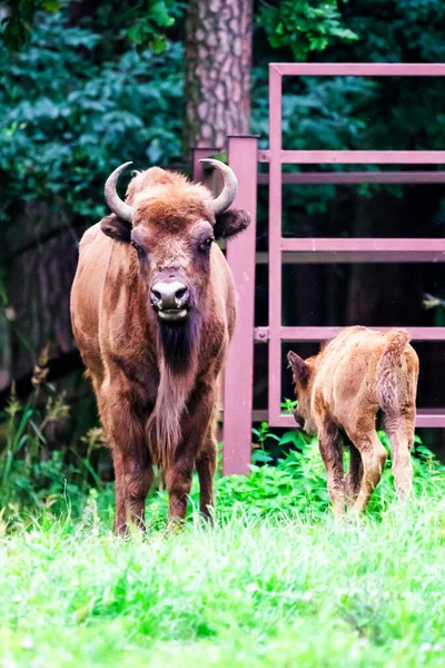 Bisons Sauvages Européens Bison Bonasus Dans Réserve Forestière Pszczyna Jankowice — Photo