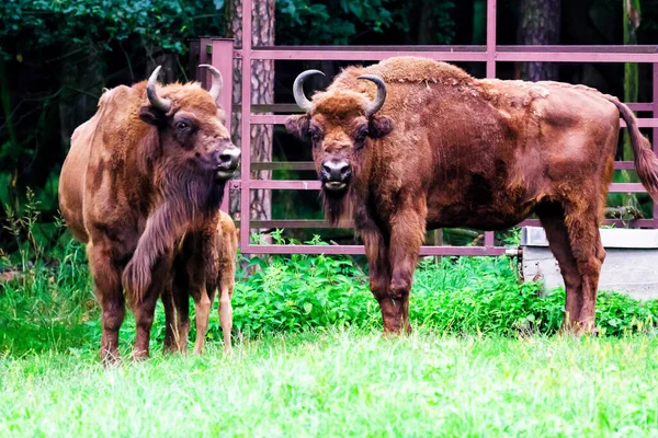 Bisões Europeus Selvagens Sábios Bison Bonasus Reserva Florestal Pszczyna Jankowice — Fotografia de Stock