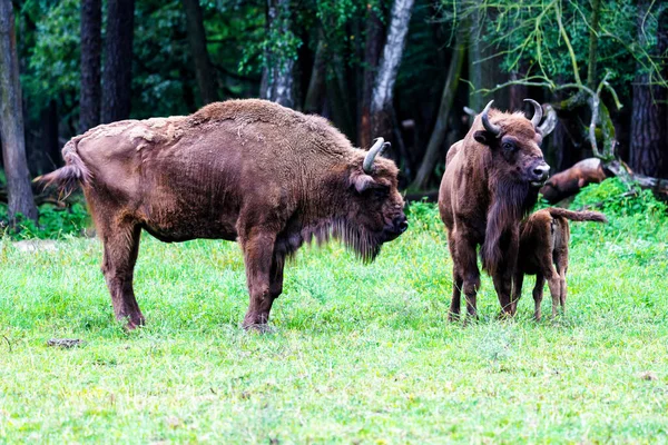 Bisões Europeus Selvagens Sábios Bison Bonasus Reserva Florestal Pszczyna Jankowice — Fotografia de Stock