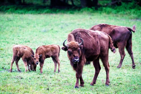 Bisões Europeus Selvagens Sábios Bison Bonasus Reserva Florestal Pszczyna Jankowice — Fotografia de Stock