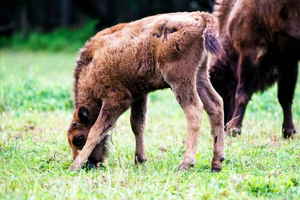 Дикие Европейские Бизоны Мудрые Bison Bonasus Лесном Заповеднике Пщину Янковице — стоковое фото