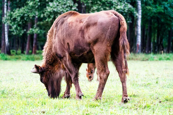 Wild European Bisons Wisent Bison Bonasus Forest Reserve Pszczyna Jankowice — Stock Photo, Image