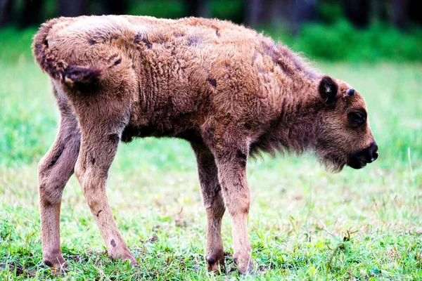 Bisons Sauvages Européens Bison Bonasus Dans Réserve Forestière Pszczyna Jankowice — Photo
